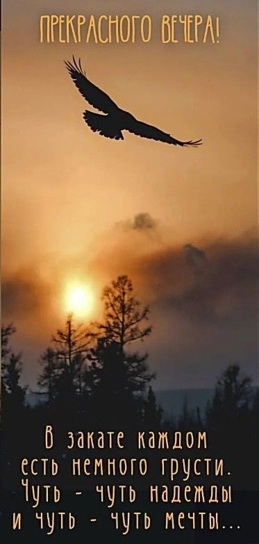 Открытка «Философский»: Прекрасного вечера: Птица на фоне заката. Тэги: Добрый вечер и пожелания, Доброго, прекрасног…