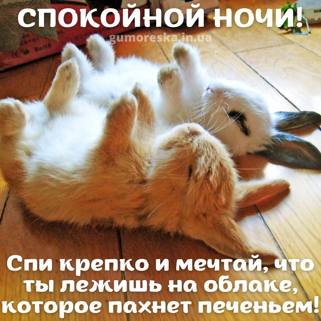 Открытка «Спокойной ночи»: Открытка «Спокойной ночи» с милыми кроликами. Тэги: пожелание, забавный, милый, животное…