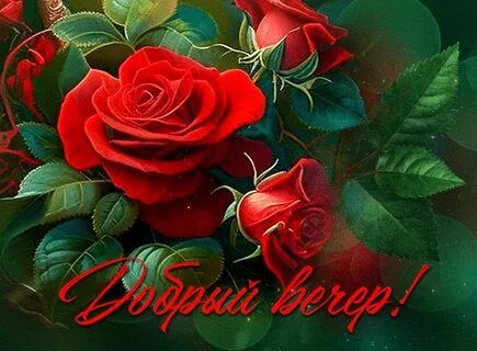 Открытка «Добрый вечер и пожелания»: Добрый вечер: Красивая открытка с красными розами. Тэги: Добрый вечер красивые…