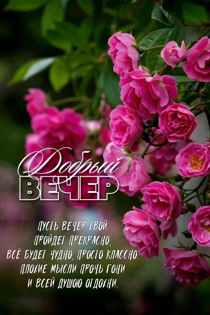 Открытка «Добрый вечер и пожелания»: Добрый вечер: прекрасные розы и теплое пожелание. Тэги: Добрый вечер красивые…