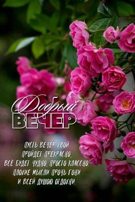 Открытка «Добрый вечер и пожелания»: Добрый вечер: прекрасные розы и теплое пожелание. Тэги: Добрый вечер красивые…