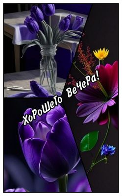 Открытка «Добрый вечер и пожелания»: Открытка «Хорошего Вечера!» с фиолетовыми тюльпанами. Тэги: Добрый вечер красивые…