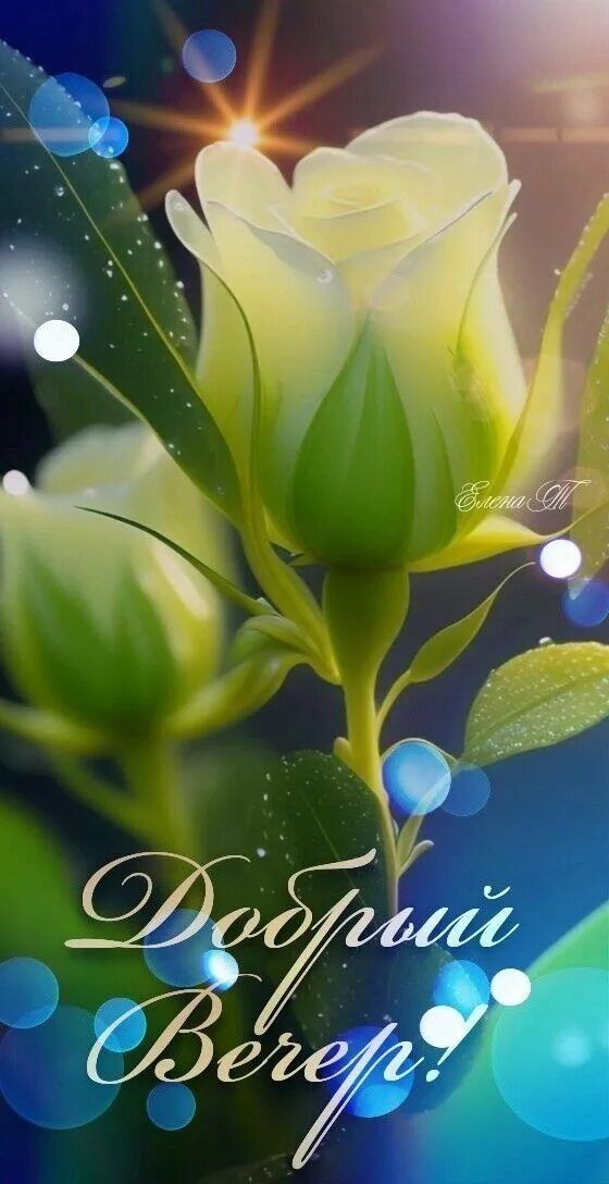 Открытка «Добрый вечер и пожелания»: Добрый вечер: открытка с белыми розами. Тэги: Добрый вечер красивые, Добрый вече…