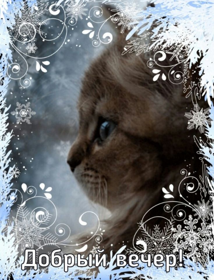 Открытка «Пожелание»: Добрый вечер: Милый кот на фоне снега. Тэги: настроение, кот, надпись, рисунок, милый, зима…