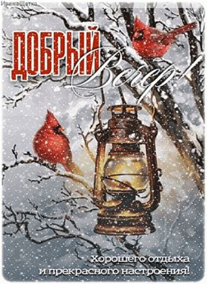 Открытка «Добрый вечер и пожелания»: Добрый вечер: Зимний фонарь и красные кардиналы на снегу. Тэги: Добрый зимний ве…
