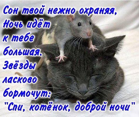 Открытка «Доброй ночи»: Доброй ночи: Милая мышь бережёт сон кота — трогательная открытка.