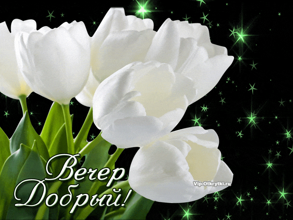 Открытка «Добрый вечер и пожелания»: Открытка «Вечер Добрый» с белыми тюльпанами. Тэги: Добрый вечер красивые, Доброг…