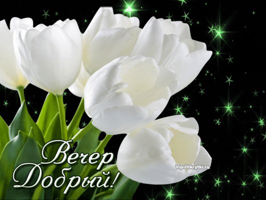 Открытка «Добрый вечер и пожелания»: Открытка «Вечер Добрый» с белыми тюльпанами. Тэги: Добрый вечер красивые, Доброг…