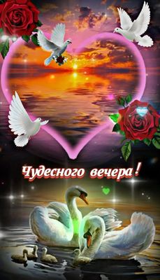 Открытка «Добрый вечер и пожелания»: Чудесного вечера! Романтичная открытка с лебедями. Тэги: Добрый вечер красивые…