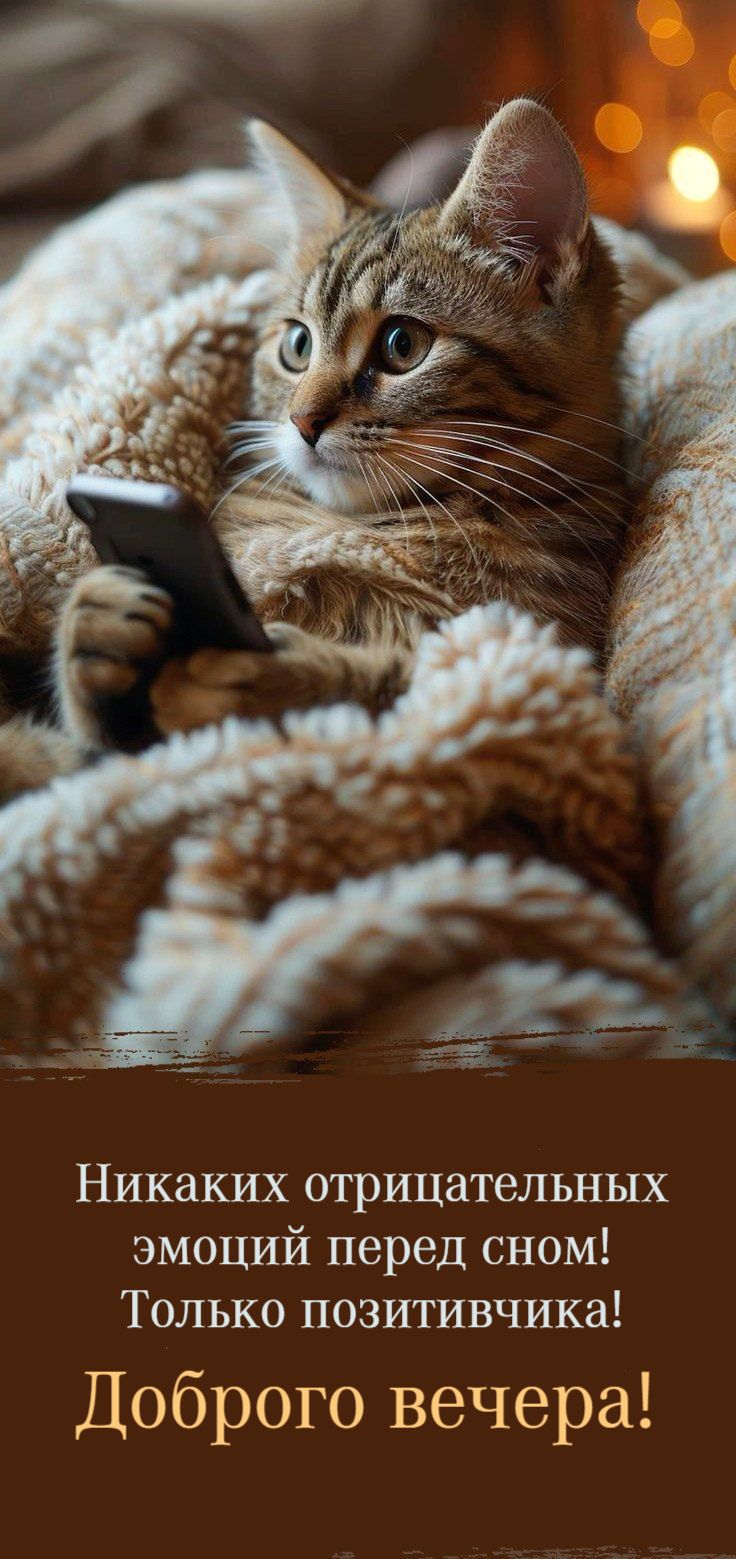 Открытка «Добрый вечер и пожелания»: Добрый вечер: «Кот с телефоном под пледом». Тэги: Добрый вечер красивые, Добрый…