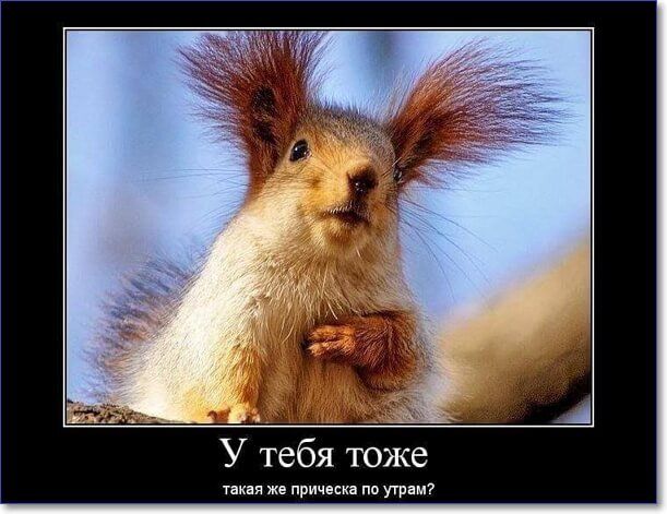 Открытка «С добрым утром»: С добрым утром! Твоя утренняя прическа?. Тэги: хорошего дня, животное, пожелание, позитивн…