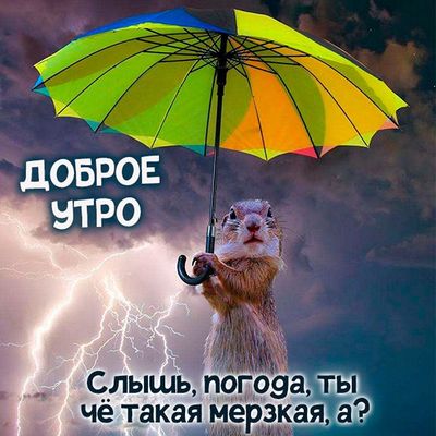 Открытка «С добрым утром»: С Добрым Утром! Сурок и мерзкая погода. Тэги: хорошего дня, животное, пожелание, позитивная…