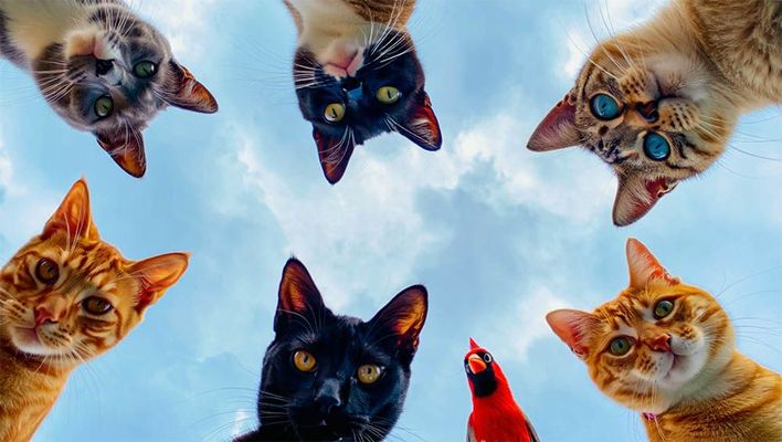 Открытка «С добрым утром»: Доброе утро: пушистый привет от друзей с небес!. Тэги: хорошего дня, кот, животное, пожела…