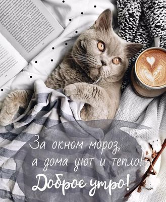 Открытка «С добрым утром»: Уютное зимнее утро: кот, кофе и тепло. Тэги: хорошего дня, кот, животное, пожелание…