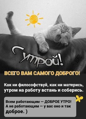 Открытка «С добрым утром»: Доброе утро: кот, солнце и мысли о работе. Тэги: кот, животное, пожелание, позитивная, юмор…