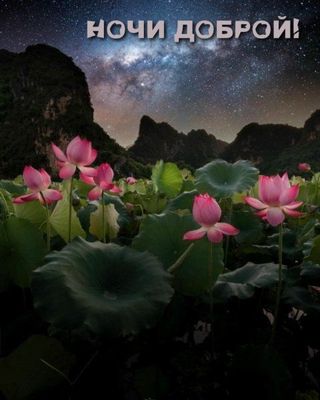 Открытка «Доброй ночи»: Доброй ночи: Мистический пейзаж с цветущими лотосами.