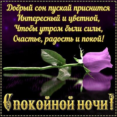 Открытка «Спокойной ночи»: Спокойной ночи с лиловой розой и пожеланием сна . Тэги: пожелание, радость, добрый, стих…