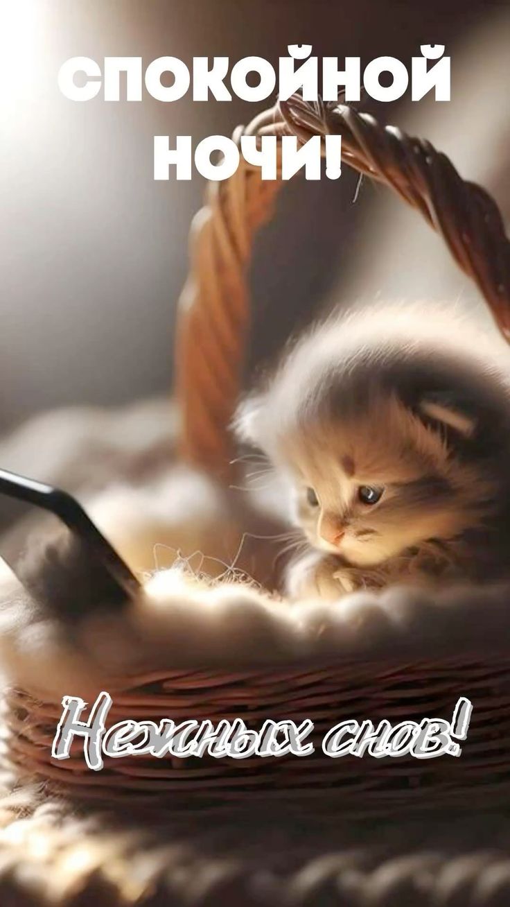Открытка «Спокойной ночи»: Спокойной ночи: милый котенок в уютной корзинке. Тэги: Спокойной ночи, с пожеланиями…