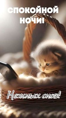 Открытка «Спокойной ночи»: Спокойной ночи: милый котенок в уютной корзинке. Тэги: Спокойной ночи, с пожеланиями…