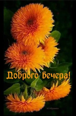 Открытка «Пожелание»: Добрый вечер: Яркие цветы для теплого пожелания. Тэги: настроение, надпись, яркий, красивый…