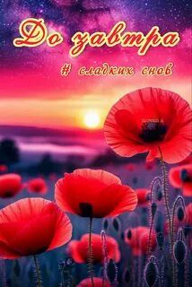 Открытка «Доброй ночи»: Доброй ночи: Нежный закат и красные маки на закате.