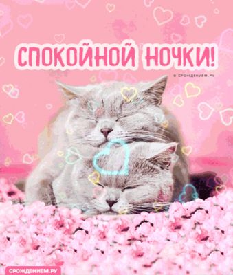 Открытка «Спокойной ночи»: Спокойной ночи: милые коты в цветах. Тэги: Спокойной ночи, красивые, Спокойной ночи…