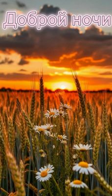 Открытка «Доброй ночи»: Доброй ночи: «Закат над полем с ромашками».