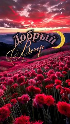Открытка «Для поднятия настроения»: Добрый вечер: Волшебное поле цветов на закате. Тэги: Добрый вечер и пожелания…
