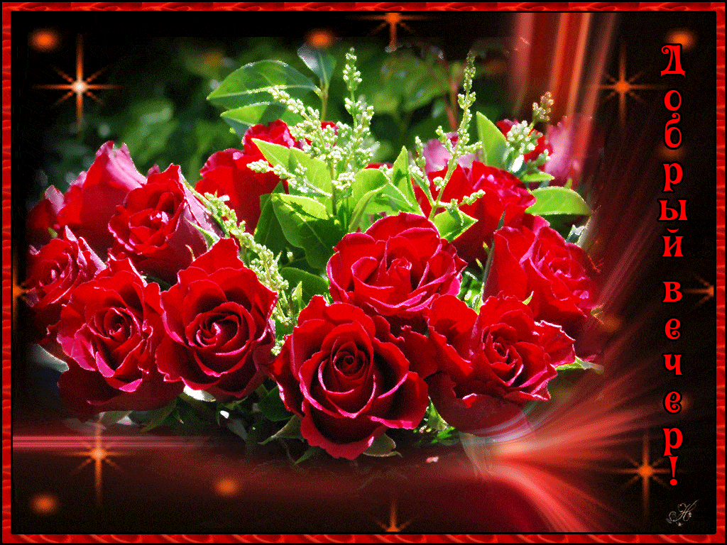Открытка «Добрый вечер и пожелания»: Добрый вечер: роскошный букет красных роз. Тэги: Добрый вечер красивые, Доброго…