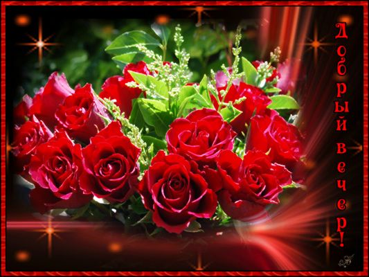 Открытка «Добрый вечер и пожелания»: Добрый вечер: роскошный букет красных роз. Тэги: Добрый вечер красивые, Доброго…