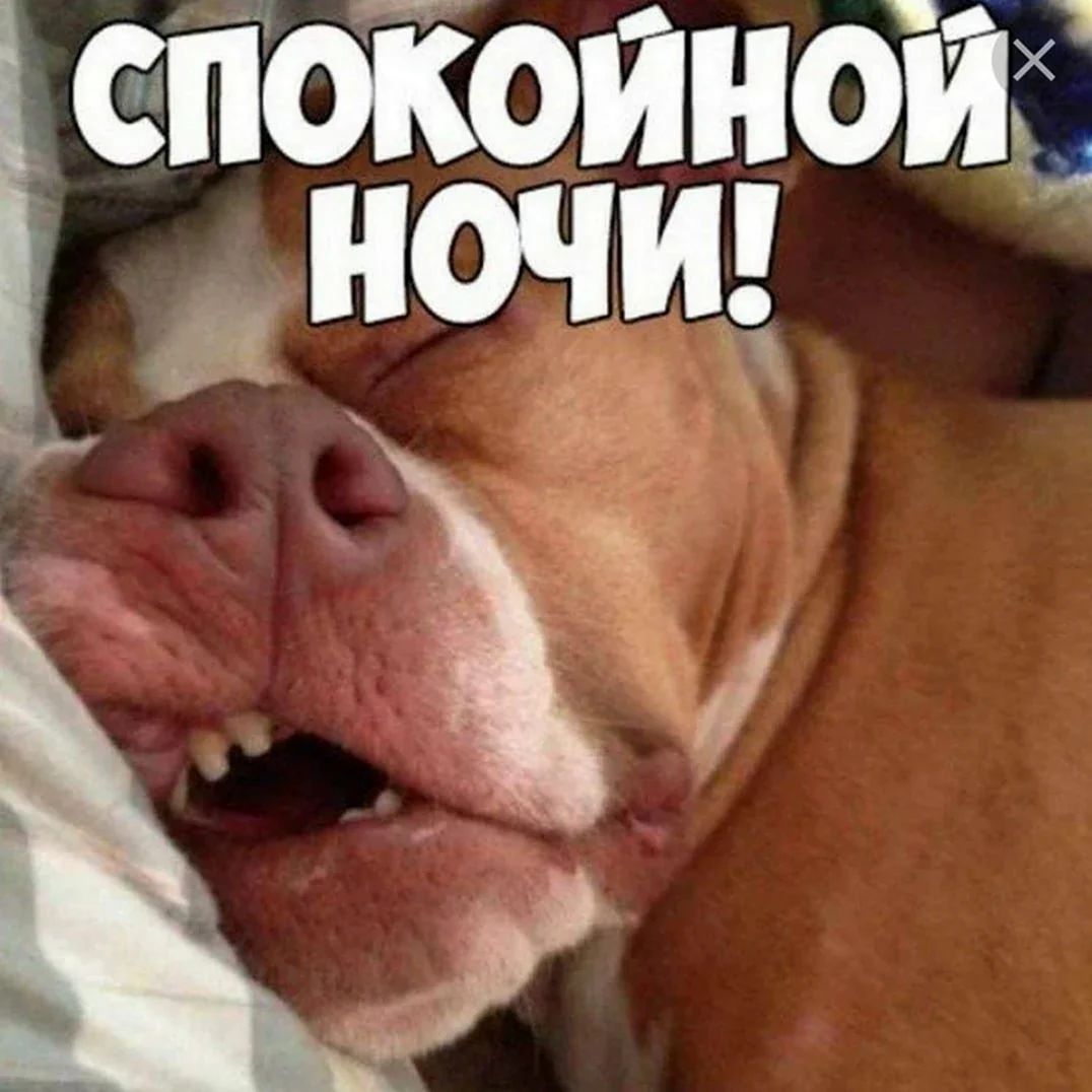 Открытка «Спокойной ночи»: Смешная открытка с собакой: Спокойной ночи!. Тэги: Для поднятия настроения, пожелание…