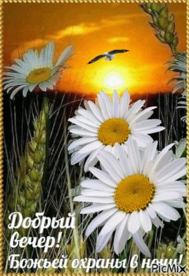 Открытка «Добрый вечер и пожелания»: Добрый вечер: Ромашки и пшеница на фоне заката. Тэги: Добрый вечер красивые…