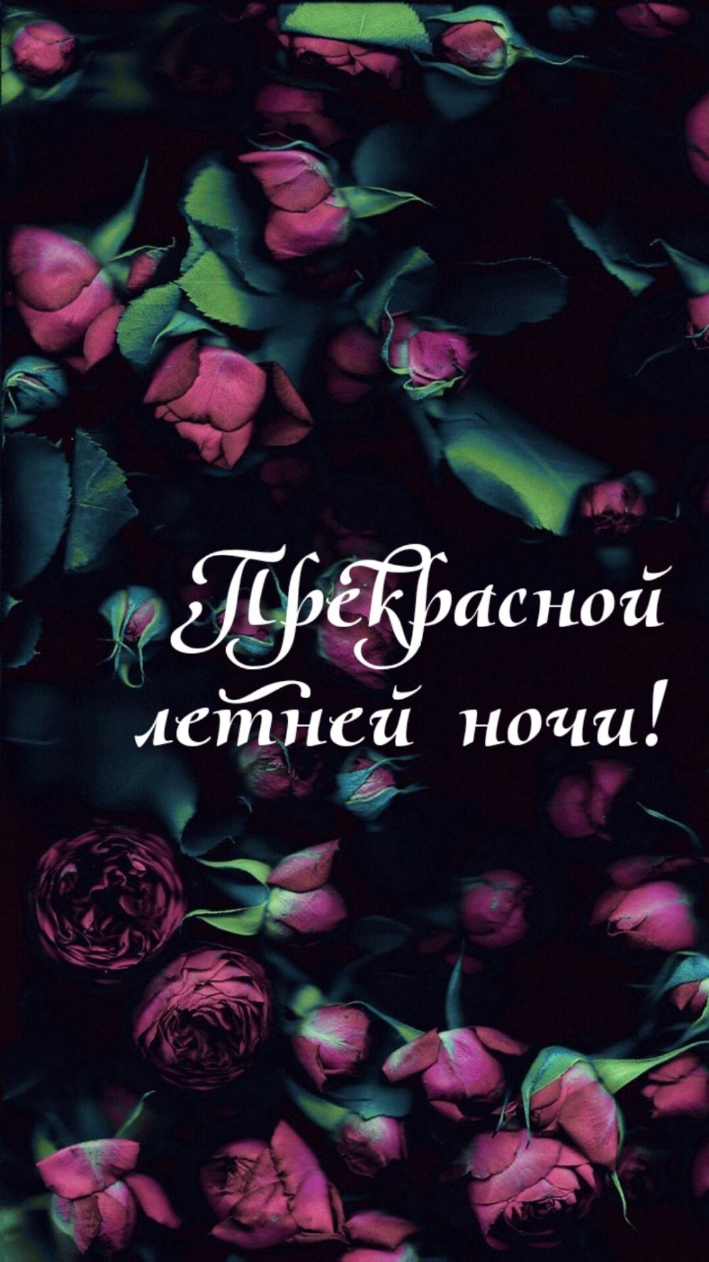 Открытка «Доброй ночи»: Доброй ночи: Красивые летние розы. Тэги: Добрый вечер и пожелания, Добрый вечер красивые…