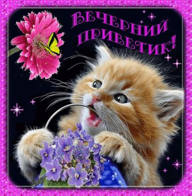 Открытка «Добрый вечер и пожелания»: Вечерний приветик: милый кот и цветы. Тэги: Добрый вечер красивые, Добрый позити…