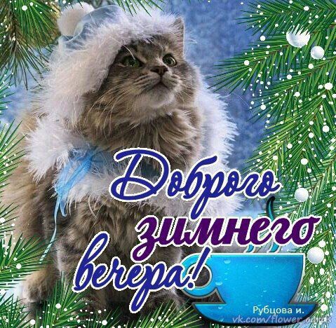 Открытка «Добрый вечер и пожелания»: Доброго зимнего вечера: Милый кот в шапке. Тэги: Добрый зимний вечер, Добрый веч…