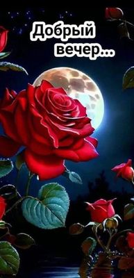 Открытка «Добрый вечер и пожелания»: Добрый вечер: Красивая открытка с красной розой и луной. Тэги: Добрый вечер крас…