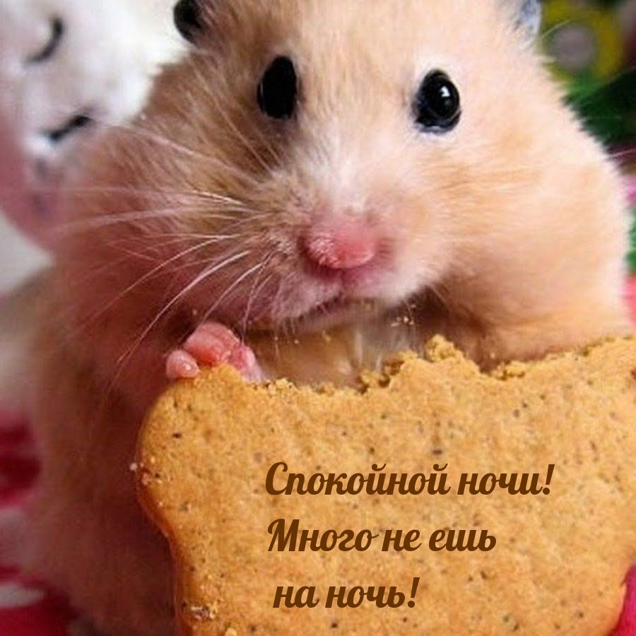 Открытка «Спокойной ночи»: Спокойной ночи: смешной хомяк ест печенье. Тэги: Спокойной ночи, с пожеланиями, Спокойной…