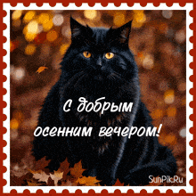 Открытка «Пожелание»: Добрый вечер: Пожелание с черным котом среди листьев. Тэги: настроение, кот, милый, животное…