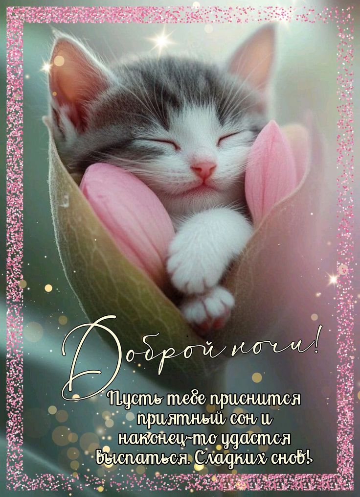 Открытка «Доброй ночи»: Доброй ночи: «Милый котенок в розовом тюльпане». Тэги: Добрый вечер красивые, Доброго вечера…