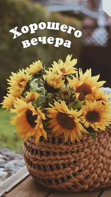 Открытка «Добрый вечер и пожелания»: Добрый вечер: красивый букет подсолнухов. Тэги: Добрый вечер красивые, Добрый по…