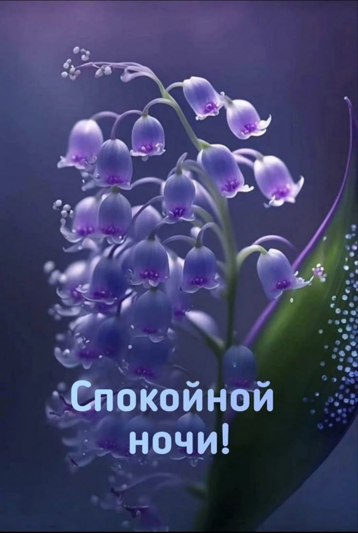 Открытка «Доброй ночи»: Пожелание спокойной ночи: Аромат ночных ландышей.