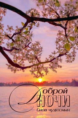 Открытка «Доброй ночи»: Доброй ночи: Нежный закат и ветка весеннего дерева.