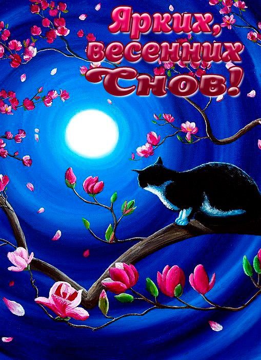 Открытка «Доброй ночи»: Доброей ночи: Кот, луна и цветущая магнолия.