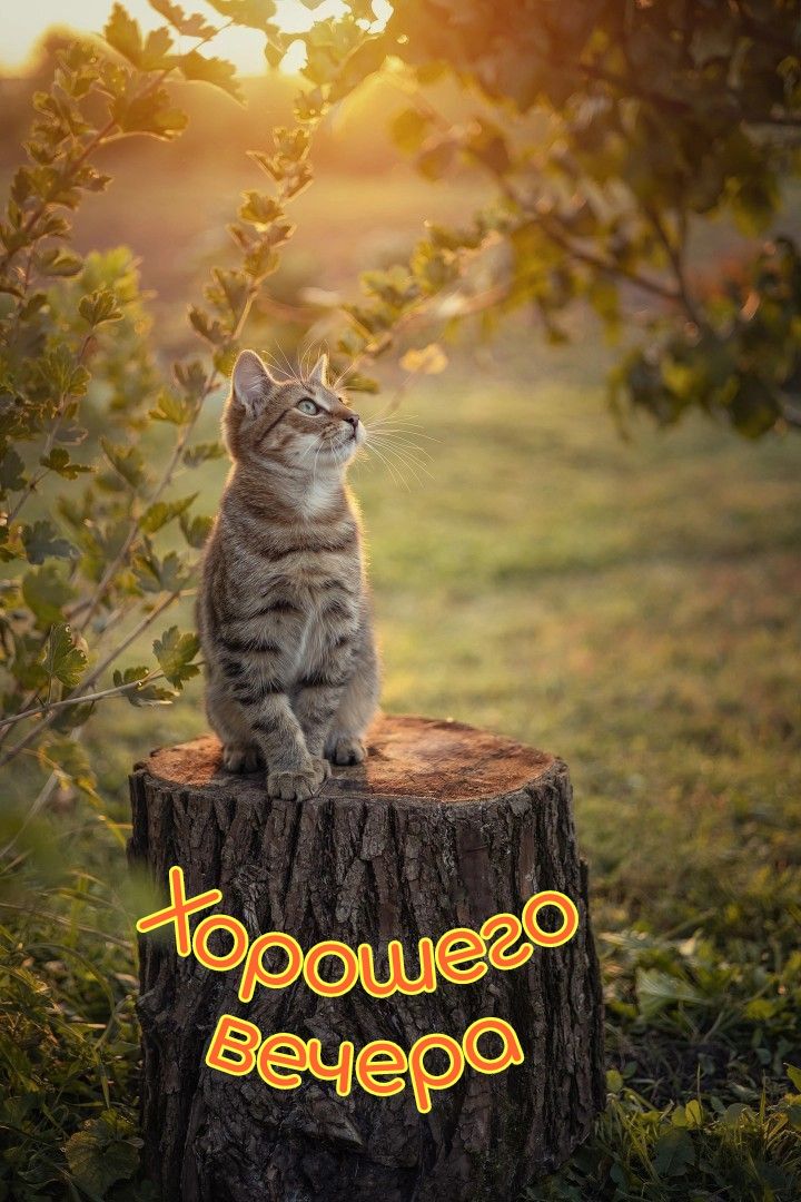 Открытка «Добрый вечер и пожелания»: Добрый вечер: Милый кот на пеньке в лесу. Тэги: Добрый вечер красивые, Добрый ве…