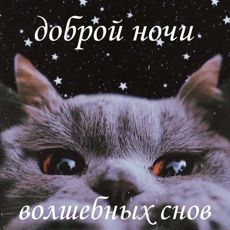 Открытка «Доброй ночи»: Доброй ночи: «Волшебных снов» с милым котом.