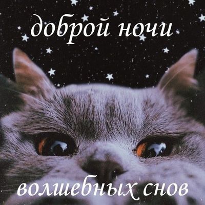 Открытка «Доброй ночи»: Доброй ночи: «Волшебных снов» с милым котом.