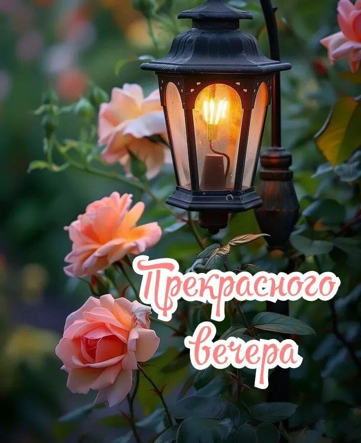 Открытка «Добрый вечер и пожелания»: Добрый вечер: Нежное пожелание с розами и фонарем. Тэги: Добрый вечер красивые…