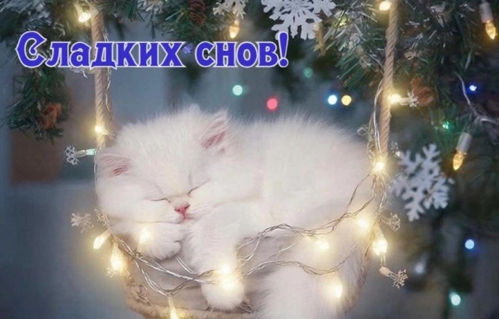Открытка «Доброй ночи»: Открытка «Сладких снов» с котом — доброй ночи.