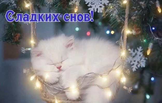 Открытка «Доброй ночи»: Открытка «Сладких снов» с котом — доброй ночи.
