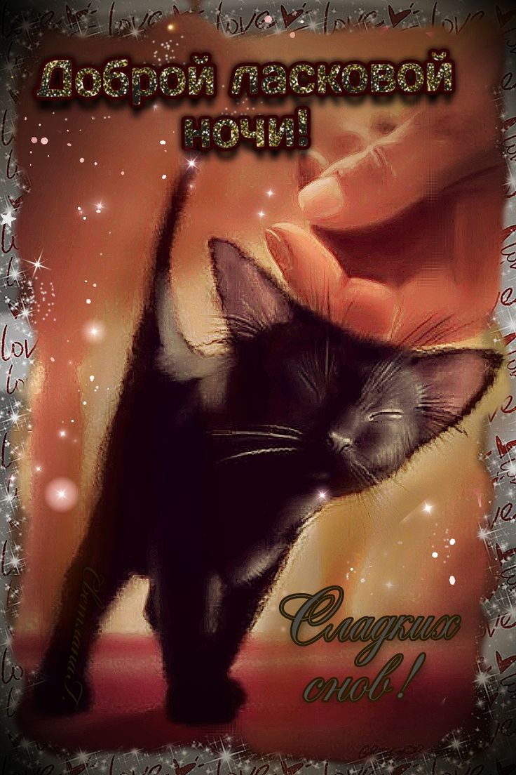 Открытка «Доброй ночи»: Доброй ночи: ласковый кот желает сладких снов.